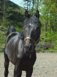 Obrazek