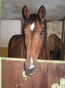 Obrazek