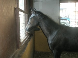 Obrazek